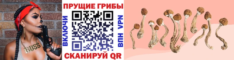 Псилоцибиновые грибы MAGIC MUSHROOMS  где купить   Гаврилов-Ям 